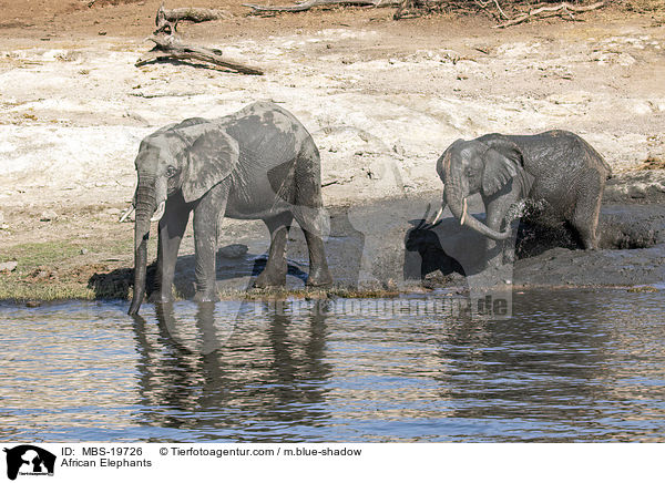 Afrikanische Elefanten / African Elephants / MBS-19726