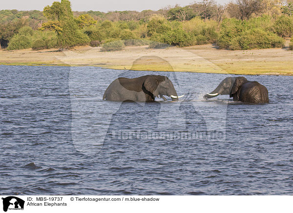 African Elephants / MBS-19737