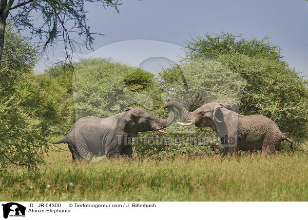 Afrikanische Elefanten / African Elephants / JR-04300