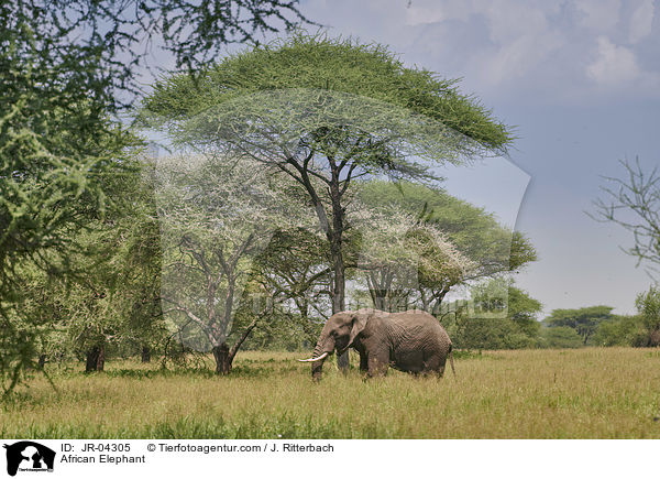 Afrikanischer Elefant / African Elephant / JR-04305