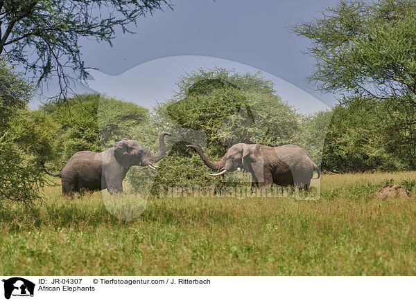 Afrikanische Elefanten / African Elephants / JR-04307