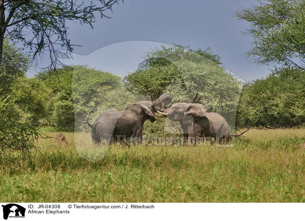 Afrikanische Elefanten / African Elephants / JR-04308