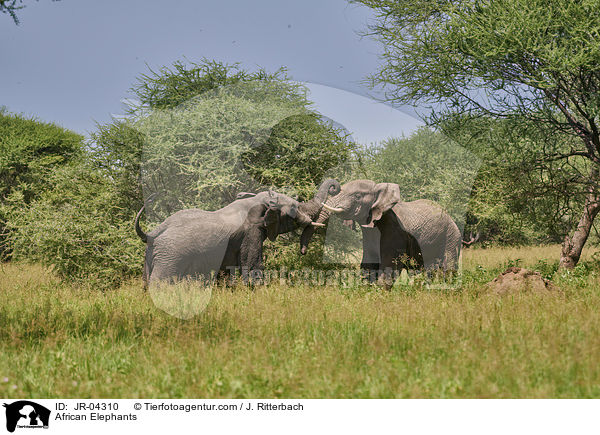 Afrikanische Elefanten / African Elephants / JR-04310