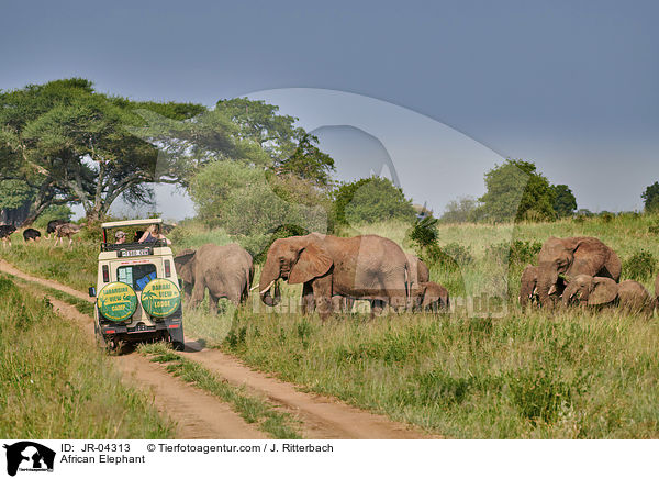 Afrikanischer Elefant / African Elephant / JR-04313