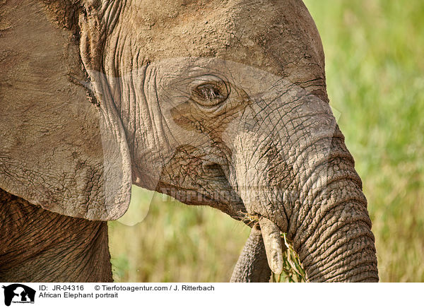 Afrikanischer Elefant Portrait / African Elephant portrait / JR-04316