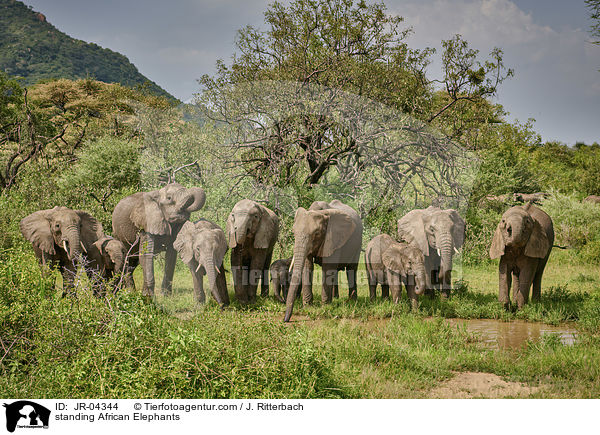 stehende Afrikanische Elefanten / standing African Elephants / JR-04344