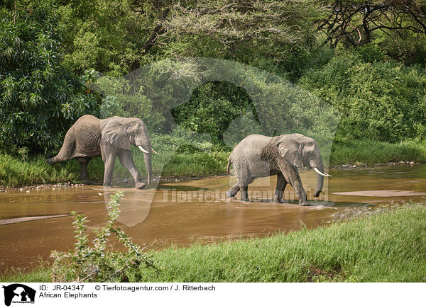African Elephants / JR-04347
