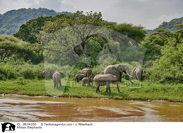 African Elephants / JR-04350