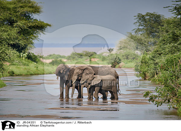 standing African Elephants / JR-04351