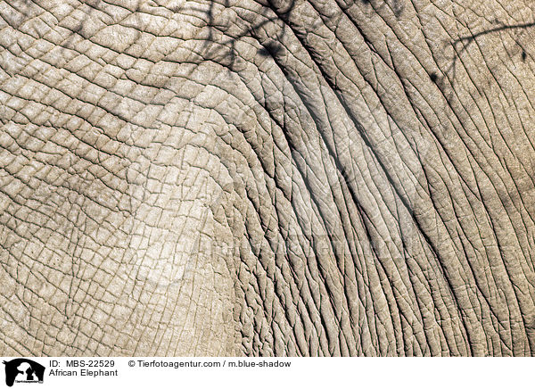 Afrikanischer Elefant / African Elephant / MBS-22529