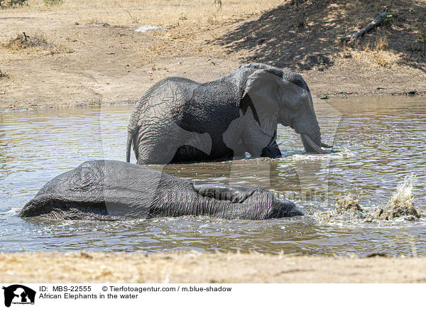 Afrikanische Elefanten im Wasser / African Elephants in the water / MBS-22555