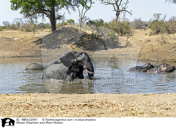 Afrikanischer Elefant und Flusspferde / African Elephant and River Horses / MBS-22561