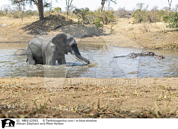 Afrikanischer Elefant und Flusspferde / African Elephant and River Horses / MBS-22562