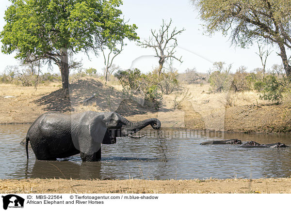Afrikanischer Elefant und Flusspferde / African Elephant and River Horses / MBS-22564