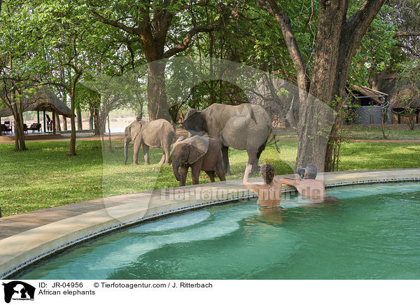 Afrikanische Elefanten / African elephants / JR-04956