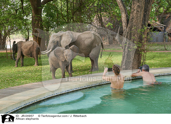 Afrikanische Elefanten / African elephants / JR-04957