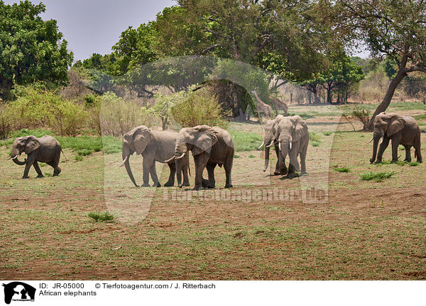 African elephants / JR-05000