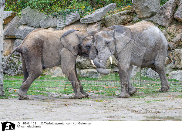 Afrikanische Elefanten / African elephants / JG-01102