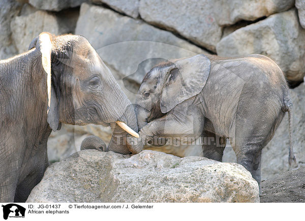 Afrikanische Elefanten / African elephants / JG-01437