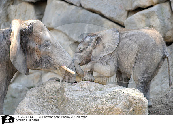 Afrikanische Elefanten / African elephants / JG-01438