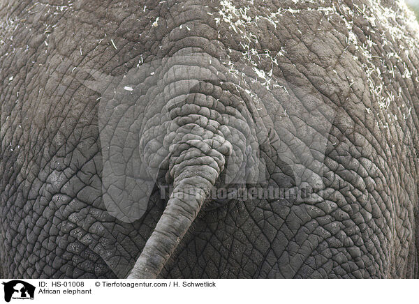 Afrikanischer Elefant / African elephant / HS-01008