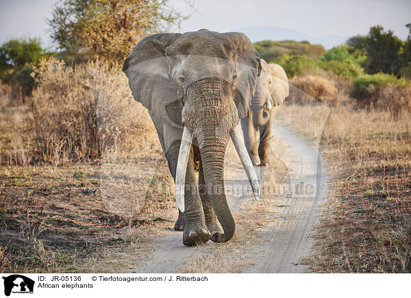 Afrikanische Elefanten / African elephants / JR-05136