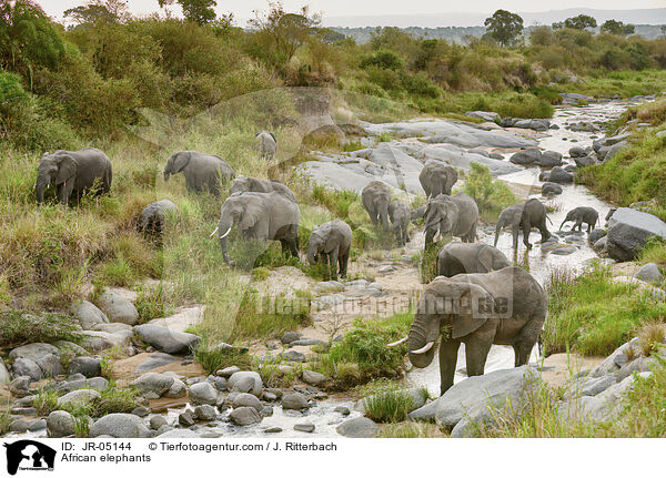 Afrikanische Elefanten / African elephants / JR-05144