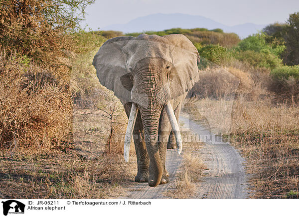 Afrikanischer Elefant / African elephant / JR-05211