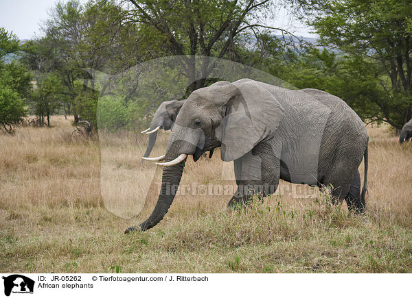 Afrikanische Elefanten / African elephants / JR-05262