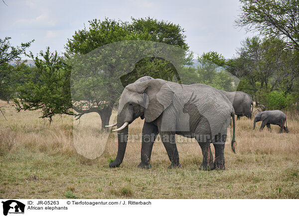 Afrikanische Elefanten / African elephants / JR-05263
