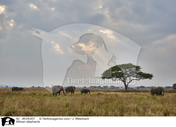Afrikanische Elefanten / African elephants / JR-05307