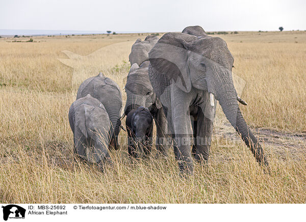 Afrikanischer Elefant / African Elephant / MBS-25692