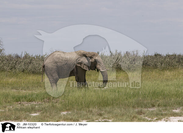 Afrikanischer Elefant / African elephant / JM-10320