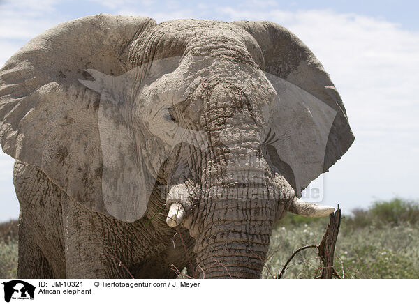 Afrikanischer Elefant / African elephant / JM-10321