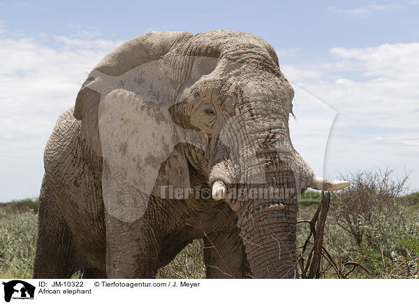 Afrikanischer Elefant / African elephant / JM-10322