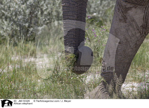 Afrikanischer Elefant / African elephant / JM-10326