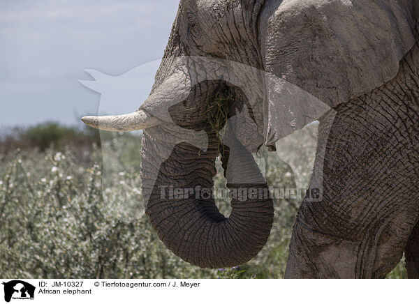 Afrikanischer Elefant / African elephant / JM-10327