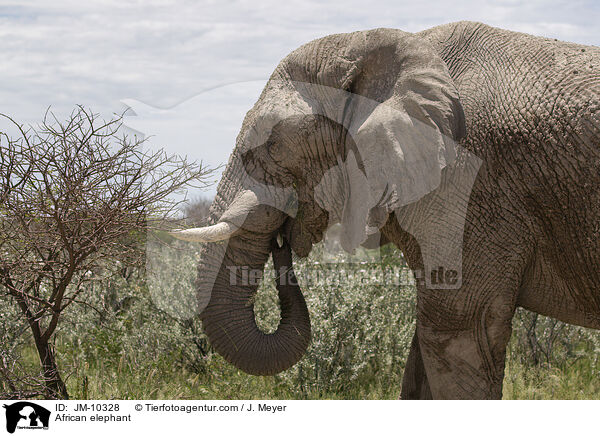 Afrikanischer Elefant / African elephant / JM-10328