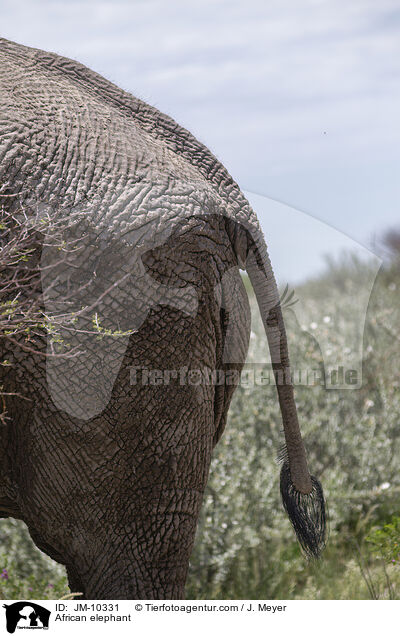 Afrikanischer Elefant / African elephant / JM-10331