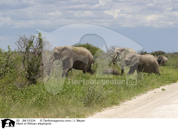 Elefantenherde / Herd of African elephants / JM-10334