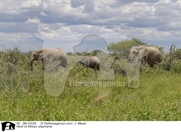 Elefantenherde / Herd of African elephants / JM-10339