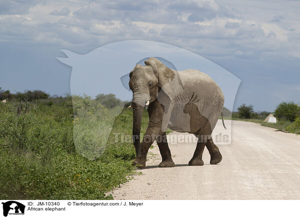 Afrikanischer Elefant / African elephant / JM-10340