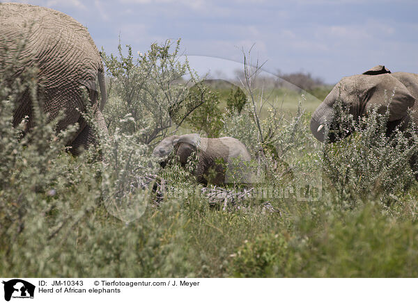 Elefantenherde / Herd of African elephants / JM-10343