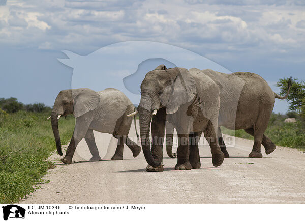 Afrikanische Elefanten / African elephants / JM-10346