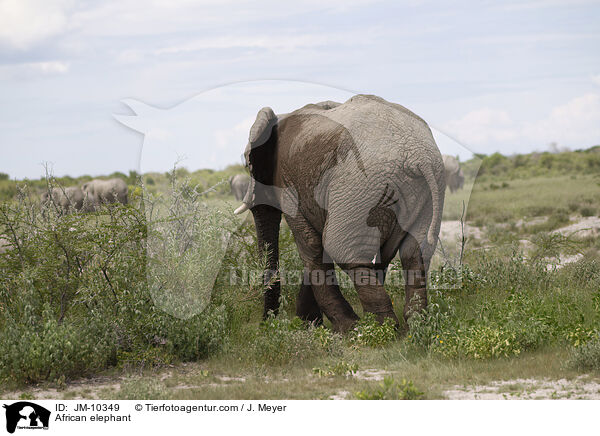 Afrikanischer Elefant / African elephant / JM-10349
