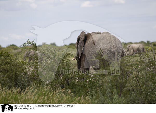 Afrikanischer Elefant / African elephant / JM-10350