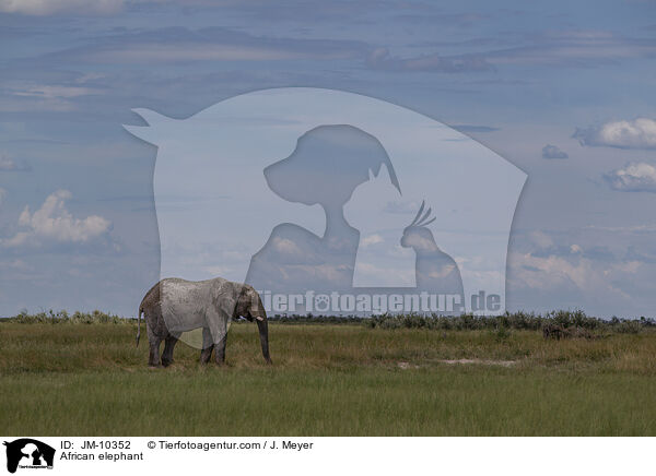 Afrikanischer Elefant / African elephant / JM-10352