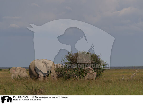 Elefantenherde / Herd of African elephants / JM-10356
