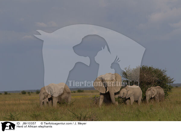 Elefantenherde / Herd of African elephants / JM-10357