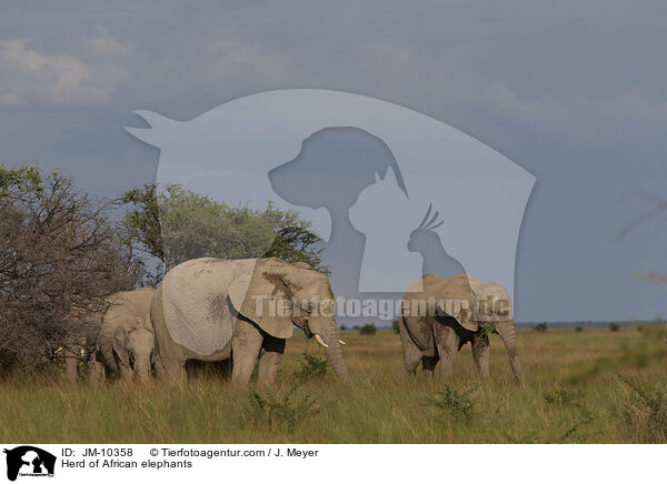 Elefantenherde / Herd of African elephants / JM-10358